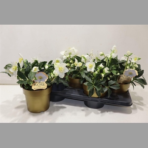 Hell Ni Hgc Wintergo