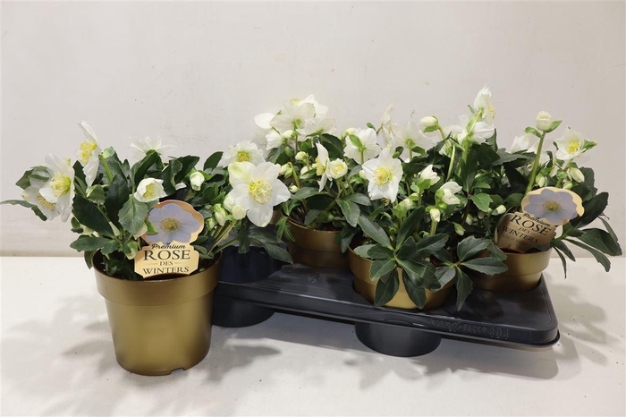 <h4>Hell Ni Hgc Wintergo</h4>