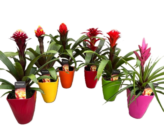 Guzmania Bolmix Exclusive Luxe Keramiek (Decorum)