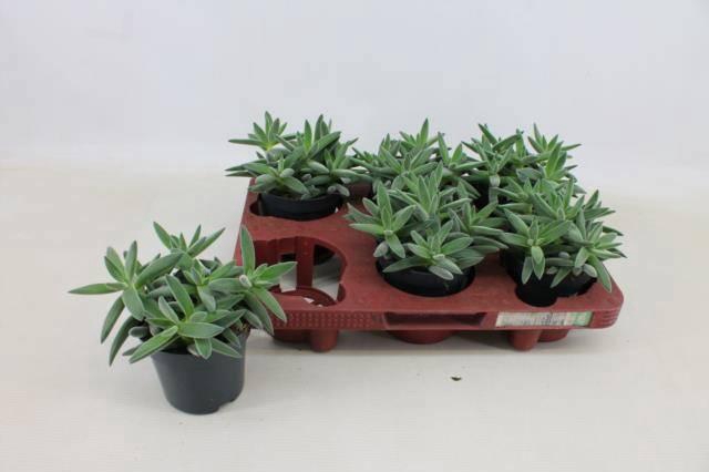 <h4>CRASS KRAAIEPOOTJE</h4>