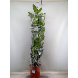 Ficus cyathistipula
