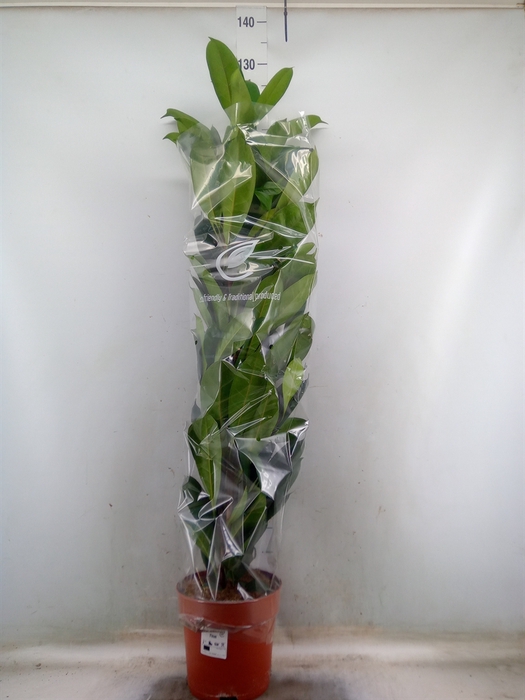<h4>Ficus cyathistipula</h4>