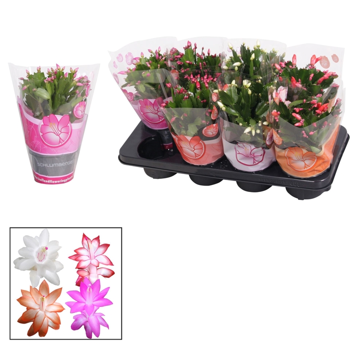 <h4>Schlumbergera gemengd 4 kleuren</h4>