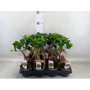 Ficus microcarpa 'Ginseng'