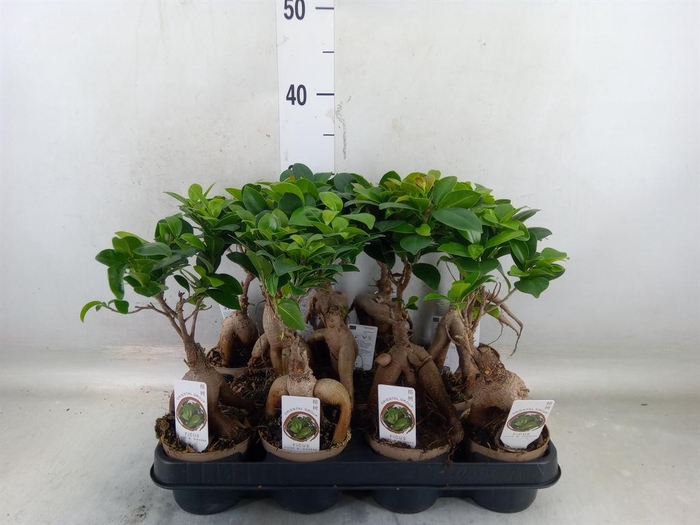 <h4>Ficus microcarpa 'Ginseng'</h4>