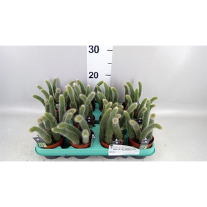 Cactus ...hangingplants