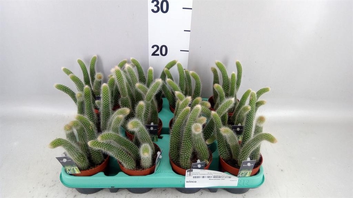 <h4>Cactus   ...hangingplants</h4>