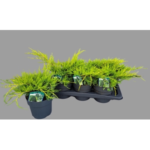 Juniperus pfitz. Old Gold