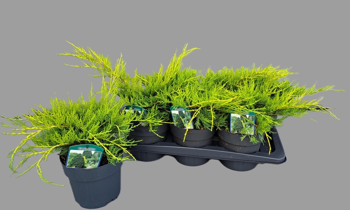 <h4>Juniperus pfitz. Old Gold</h4>