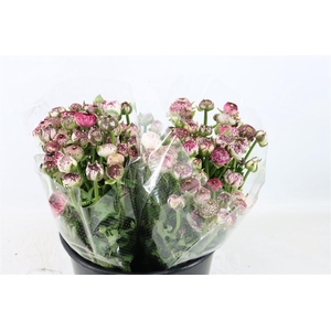 Ran Elegance Cappucino