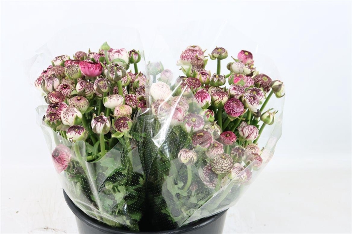 <h4>Ran Elegance Cappucino</h4>