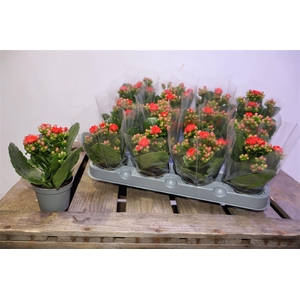 arr8 Kal Ge Rf Noelle