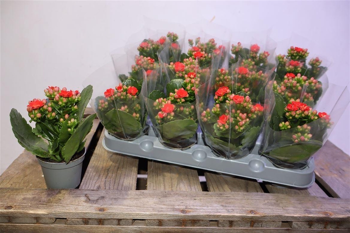 <h4>arr8 Kal Ge Rf Noelle</h4>