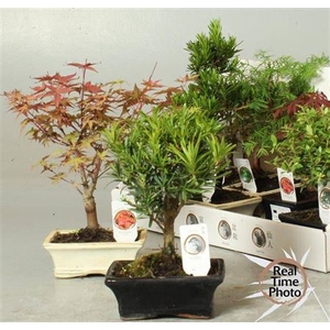 Bonsai Gem