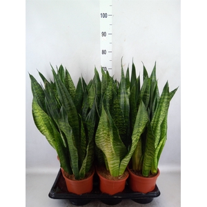 Sansevieria zeylanica