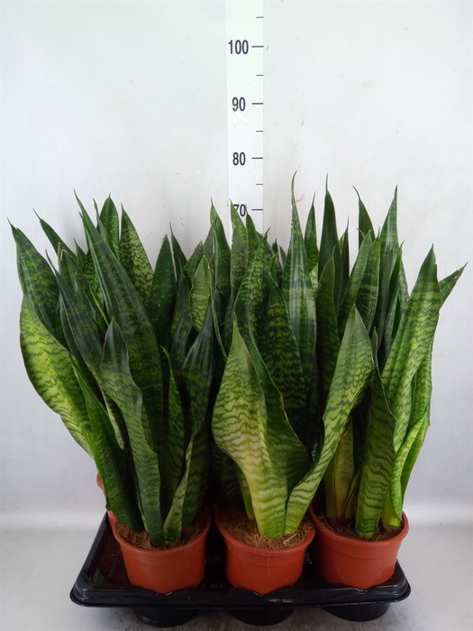 <h4>Sansevieria zeylanica</h4>