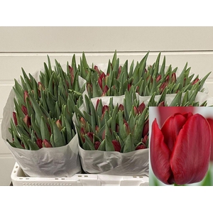 Tulipa si red stone