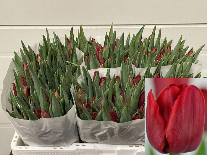 <h4>Tulipa si red stone</h4>