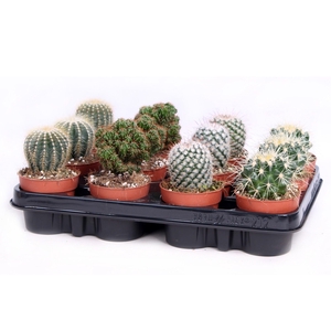 Cactus bollen mix 8,5 cm