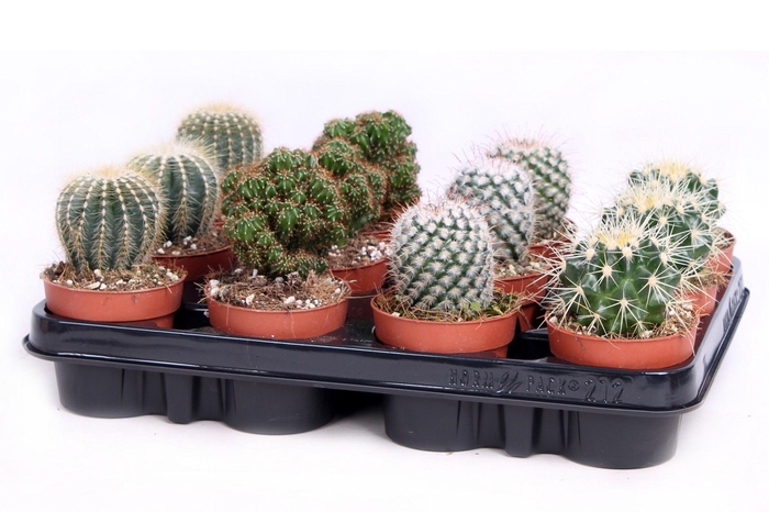 Cactus bollen mix 8,5 cm