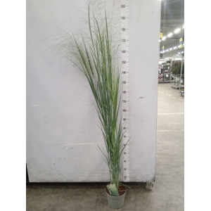 Panicum virgatum
