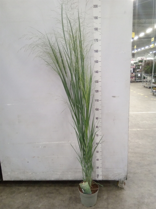 <h4>Panicum virgatum</h4>