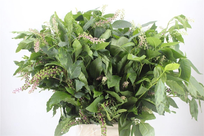 <h4>Carbouzijn Berry P Bunch</h4>