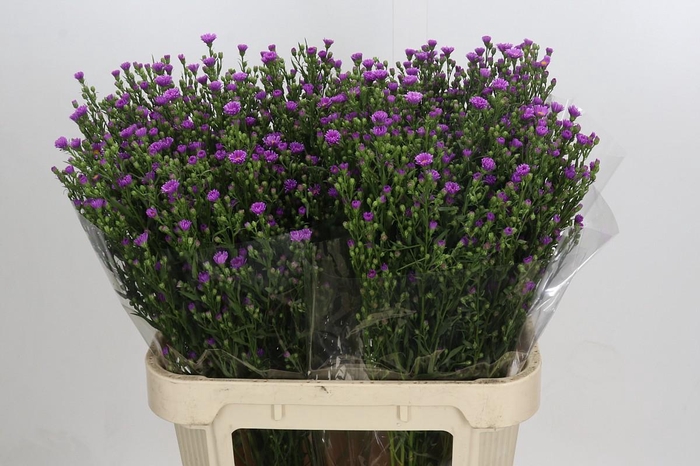 <h4>Aster Casarosa</h4>