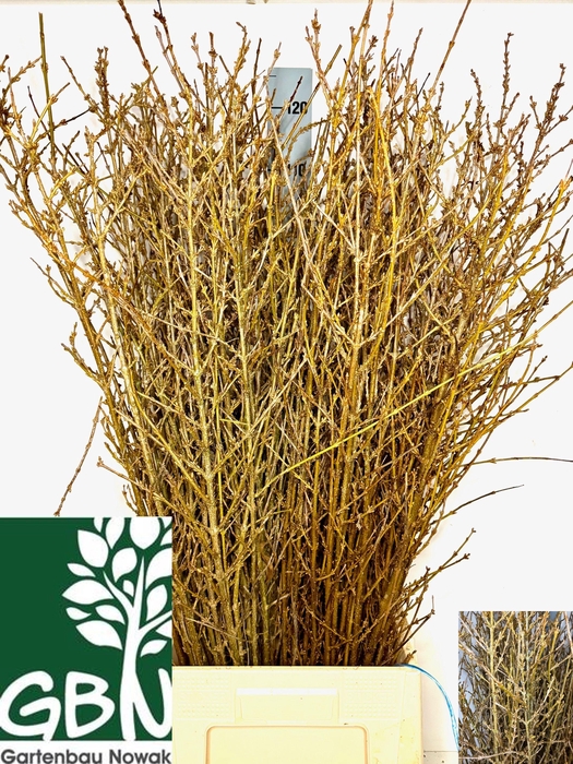 <h4>FORSYTHIA BOS</h4>