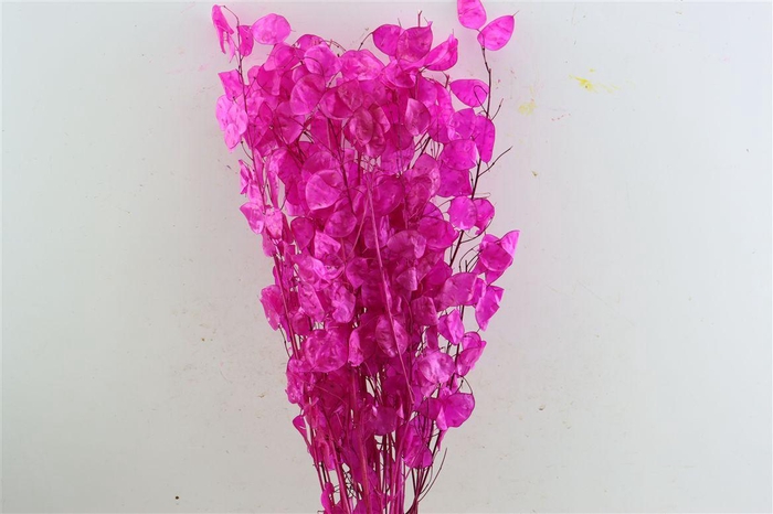 <h4>Dried Lunaria Cerise 90cm P Bunch</h4>