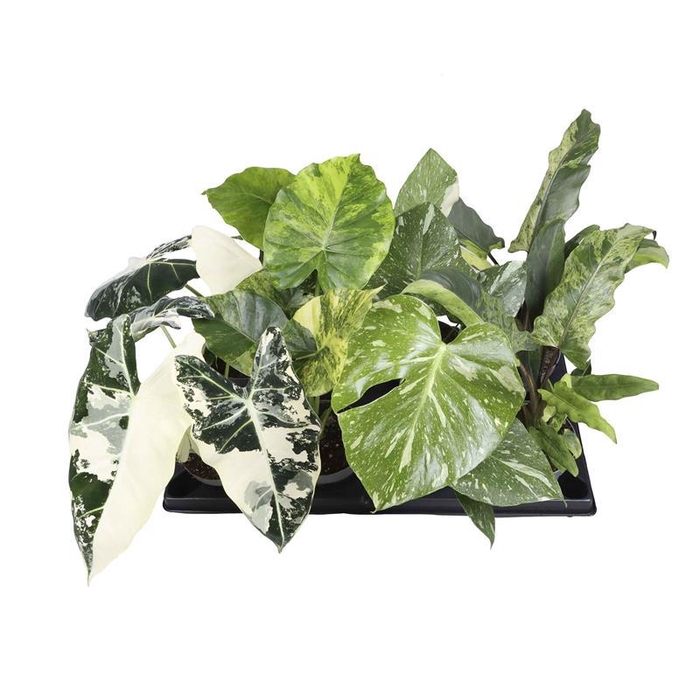 <h4>HIGHEND MIX 12 cm</h4>