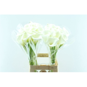 Zantedeschia Crystal Blush White