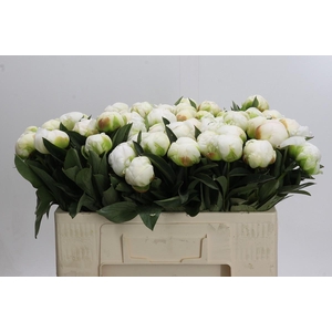 Paeonia Madame Claude Tain