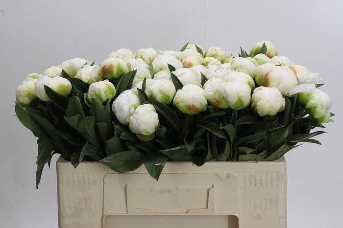 <h4>Paeonia Madame Claude Tain</h4>