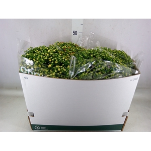 Chrysanthemum  'Jasoda'  ..mix