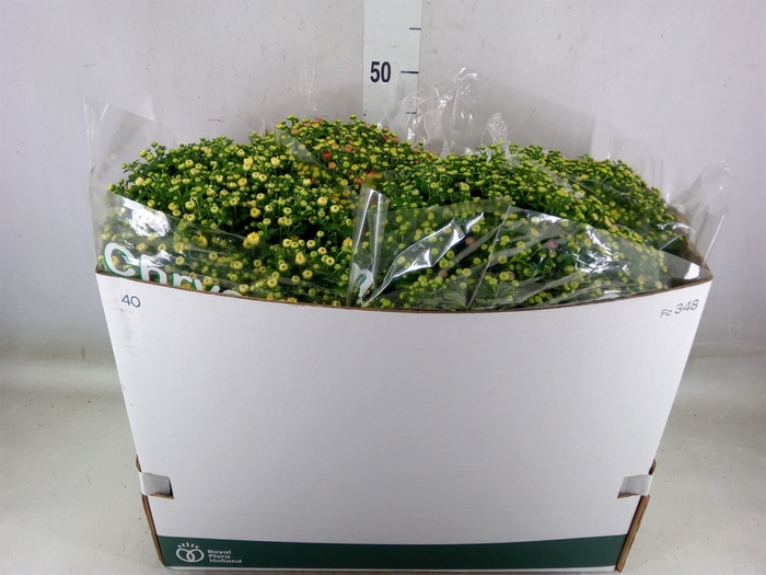 <h4>Chrysanthemum  'Jasoda'  ..mix</h4>