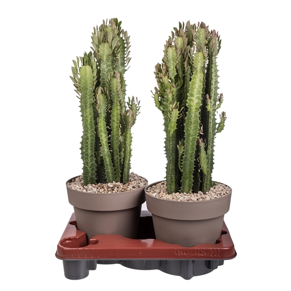 <h4>EUPHORBIA TRIGONA - POT Ø 20 (SUCCULENTEN)</h4>