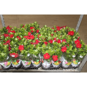 DIPLADENIA P15 VERMELHO