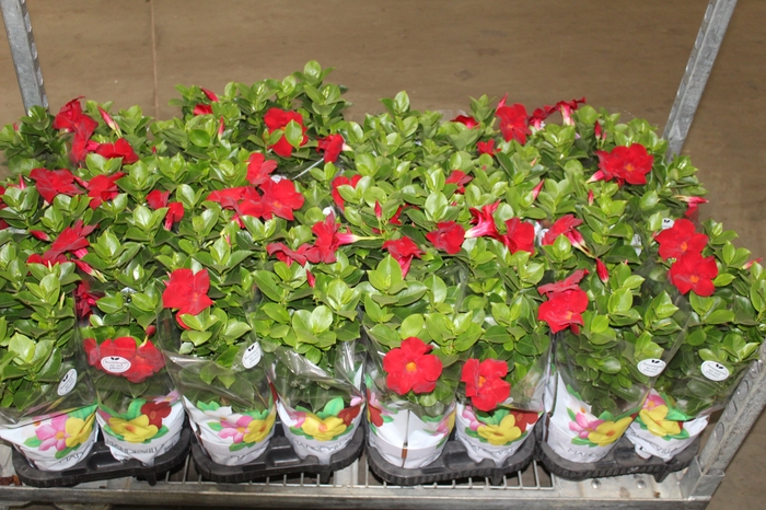 <h4>DIPLADENIA P15 VERMELHO</h4>