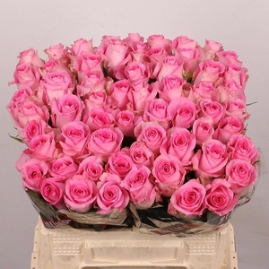 Rosa large revival