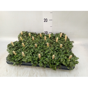 Callisia repens 'Turtle'