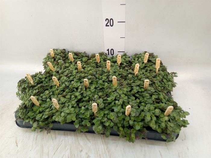 <h4>Callisia repens 'Turtle'</h4>