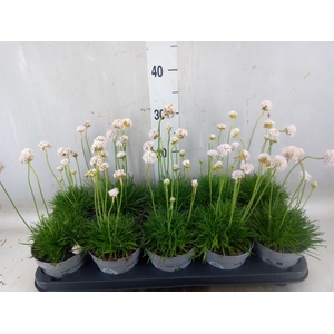 Armeria maritima 'Alba'
