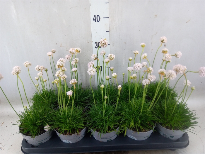 <h4>Armeria maritima 'Alba'</h4>