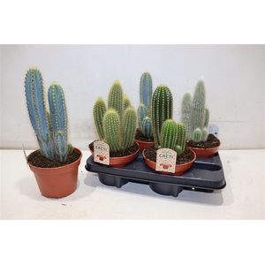 Cactus Gem