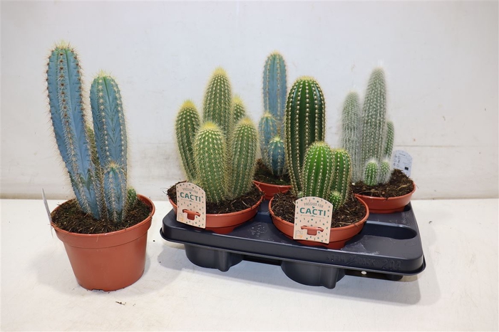 <h4>Cactus Gem</h4>