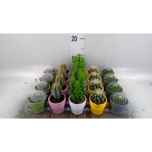 Cactus   ...mix  5