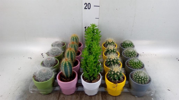 <h4>Cactus ...mix 5</h4>