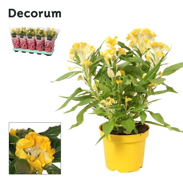 <h4>Celosia argentea Hot Topic Yellow</h4>