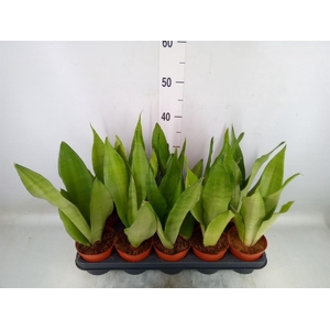 Sansevieria trifa. 'Moonshine'